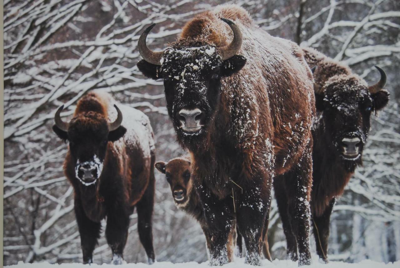 Kamienna Zagroda Białowieża Εξωτερικό φωτογραφία